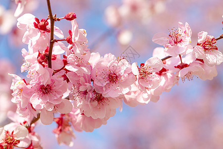 春天盛开的梅花图片