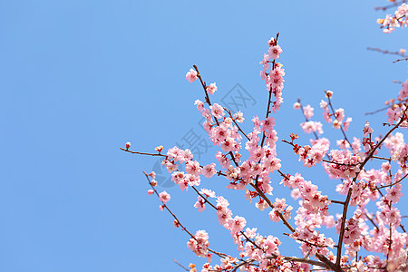 春天盛开的梅花图片