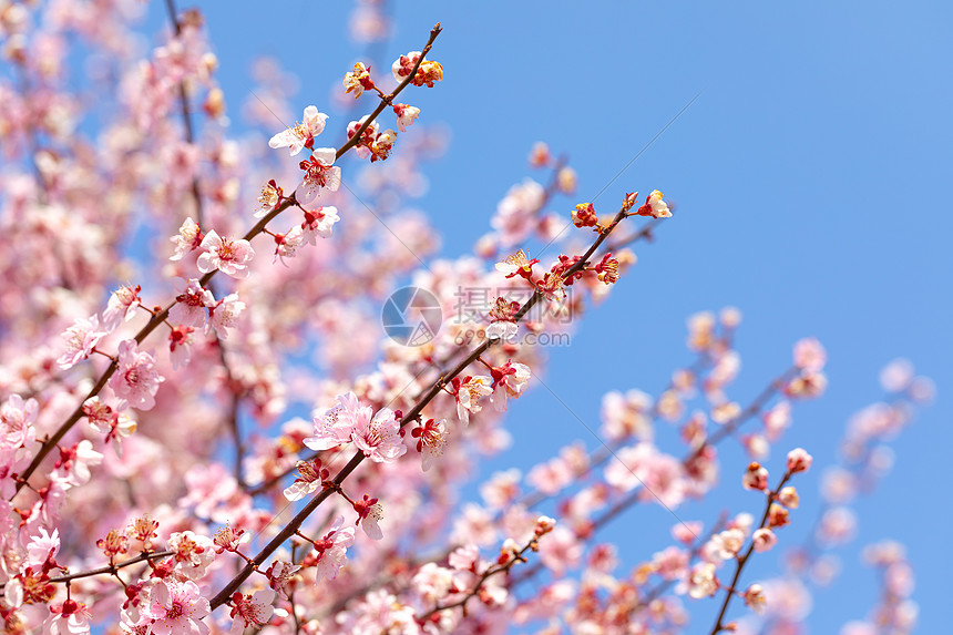 春天盛开的梅花