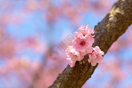粉色花朵春天盛开的梅花背景
