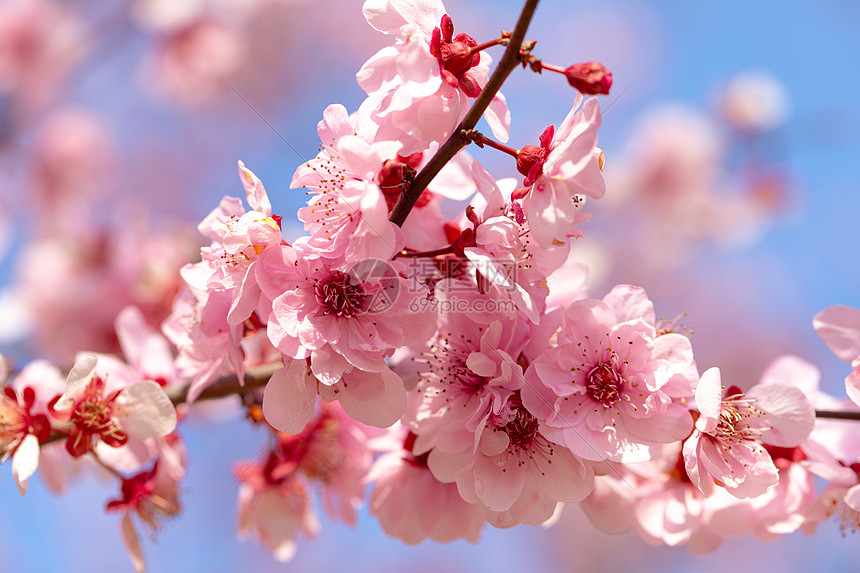 照片 自然风景 春天盛开的梅花.