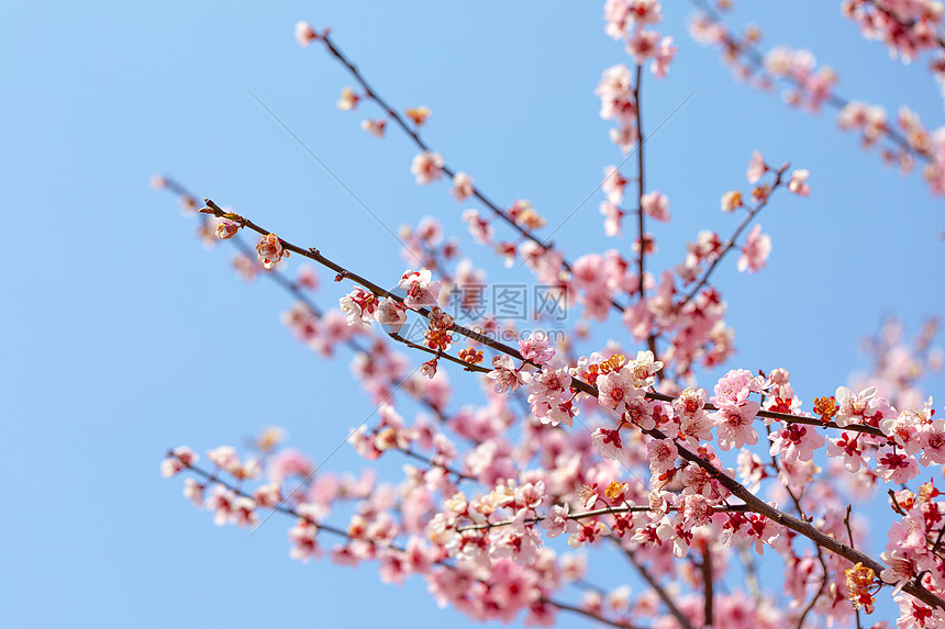 照片 自然风景 卡通边框 春天盛开的梅花.