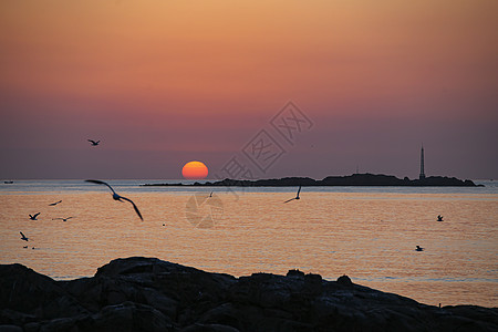 手绘大海海上日出海鸥飞翔背景