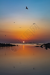 清晨海上日出时的海鸥图片