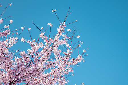 贵州平坝樱花图片
