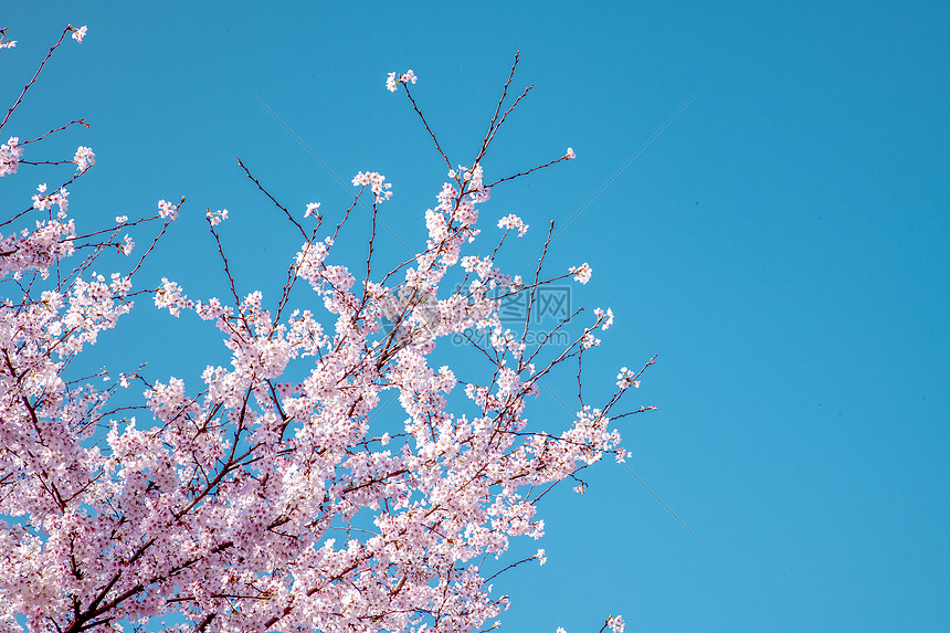 贵州平坝樱花图片