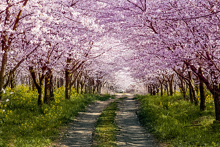 花瓣线条贵州平坝万亩樱花园背景