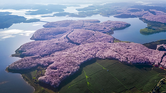 粉色贵州平坝万亩樱花园赏樱花航拍背景