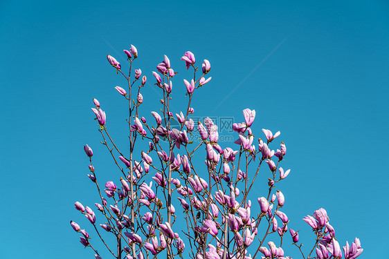 玉兰花图片