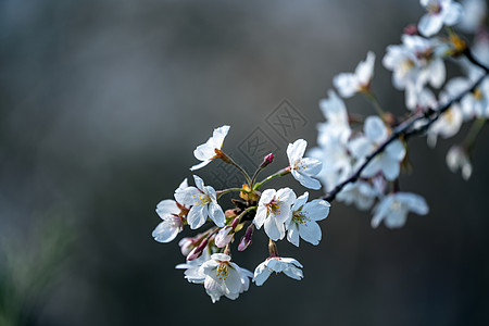 樱花背景图片