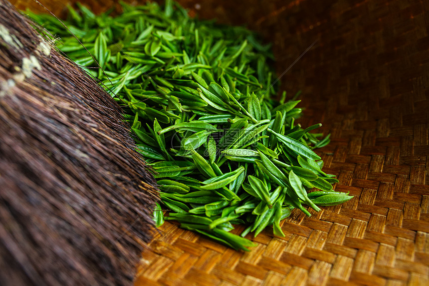 明前龙井茶嫩叶炒茶晒茶图片