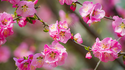 榆叶梅开花桃红高清图片