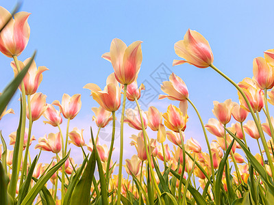 郁金香花园春日盛开的郁金香背景