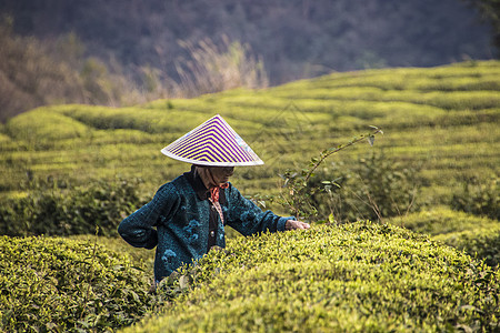 采茶人茶园采茶背景图片