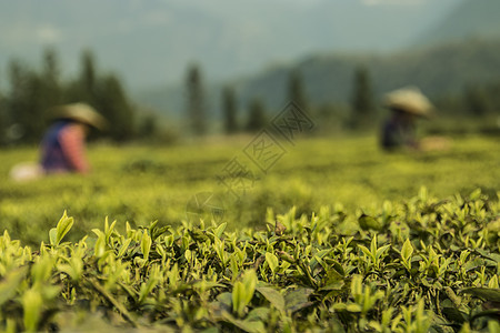 采茶背景图片