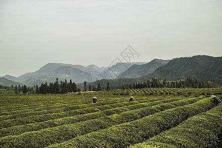 茶园采茶图片