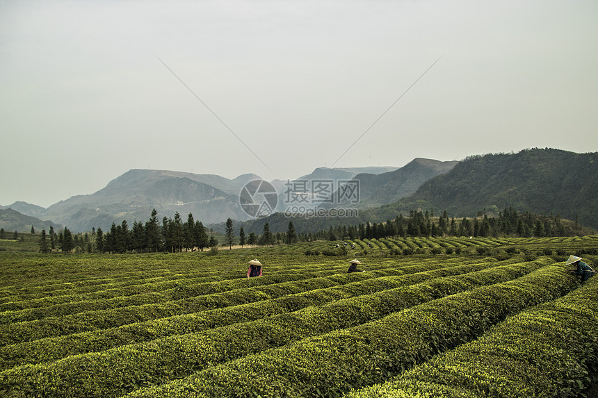 茶园采茶图片