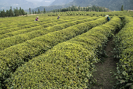 茶园采茶背景图片