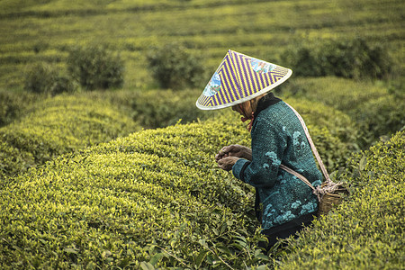 茶园采茶人背景图片