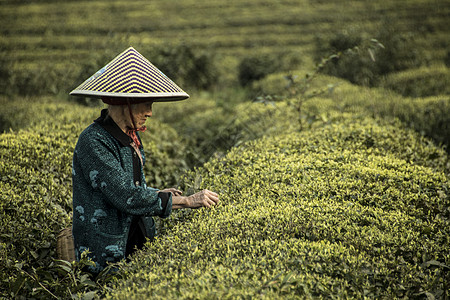 茶园采茶人背景图片