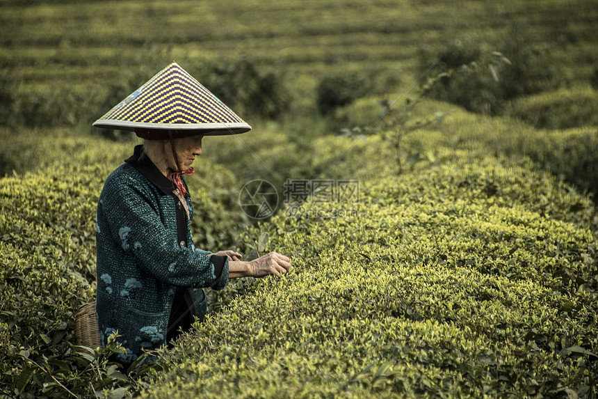 茶园采茶人图片