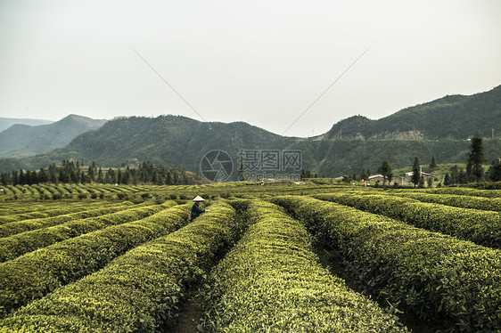 茶园采茶人图片