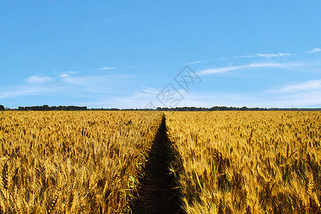 金色秋麦田小麦收获季节高清图片