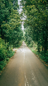竖拍竖屏乡间小路绿荫长廊树林公路图片