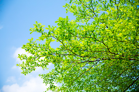 手绘花绿叶夏天绿叶叶子背景背景