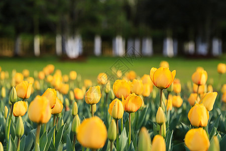 金色郁金香花园里的百花齐放郁金香背景