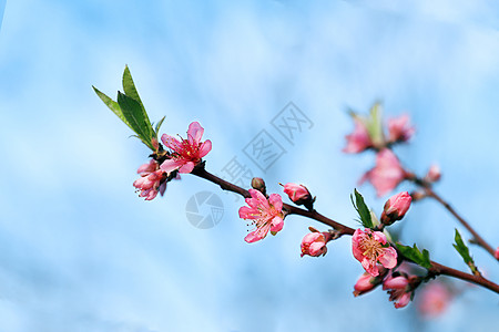 春天桃花盛开背景图片