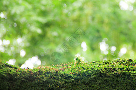 春天小草发芽背景图片