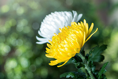 清明节菊花缅怀先烈高清图片