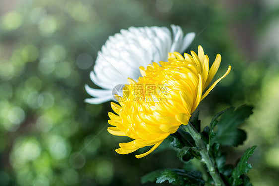 清明节菊花图片