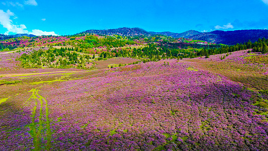 高山杜鹃花香格里拉碧沽天池杜鹃花背景