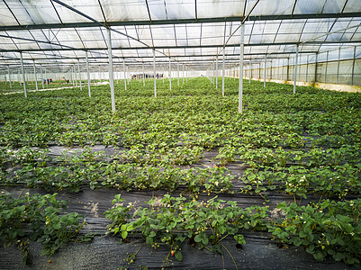 草莓种植基地高清图片
