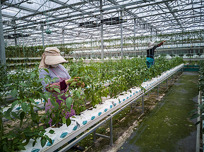 有机栽培种植基地农民务农图片