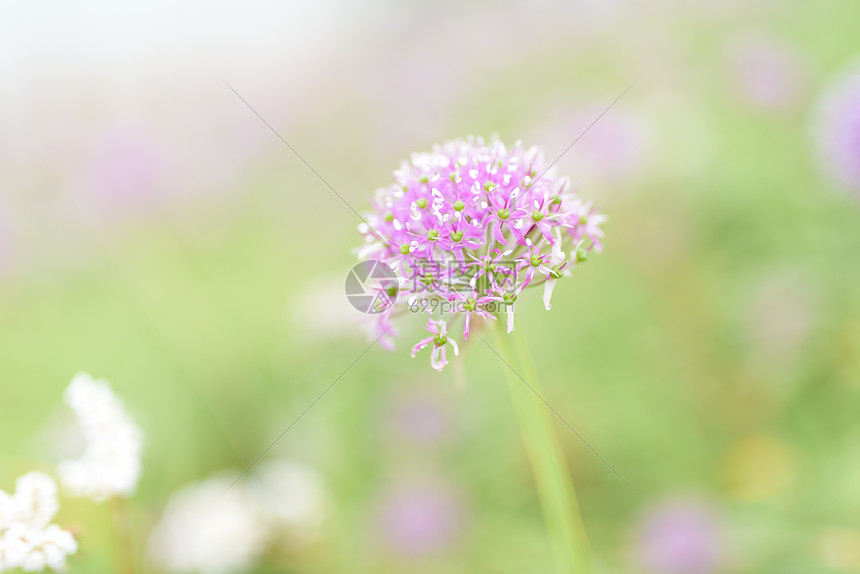 贵州韭菜坪韭菜花图片