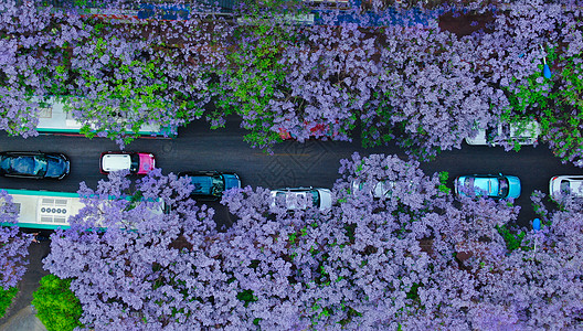 车 路春天昆明校场路蓝花楹背景