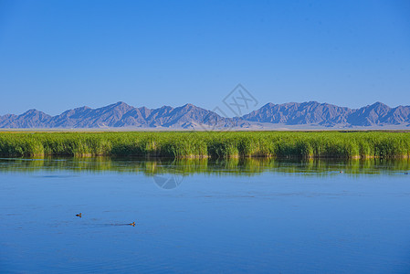 青海高原湿地风景背景