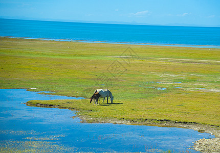 青海湖湖边风景高清图片