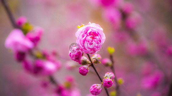 小桃红花图片