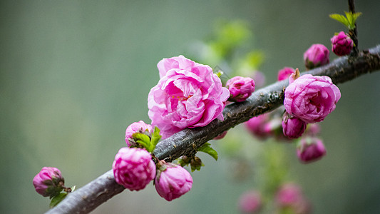 小桃红花朵榆梅榆叶梅高清图片