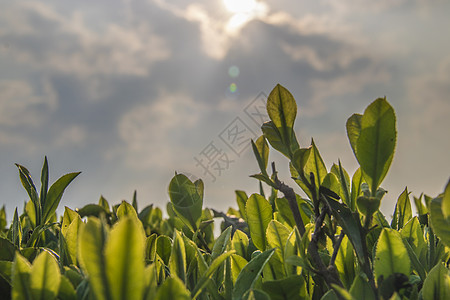 清明茶背景图片