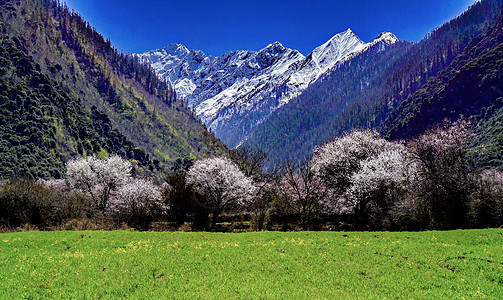 雪山桃花西藏林芝波密桃花背景