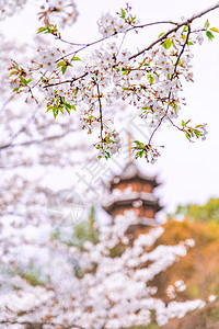 春天的樱花风景图片