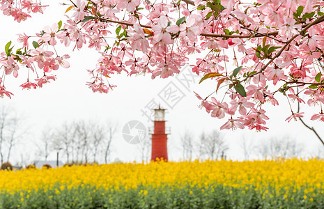 春天野外的桃花和油菜花图片