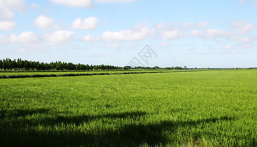 乡村的稻稞田春天风景高清图片素材