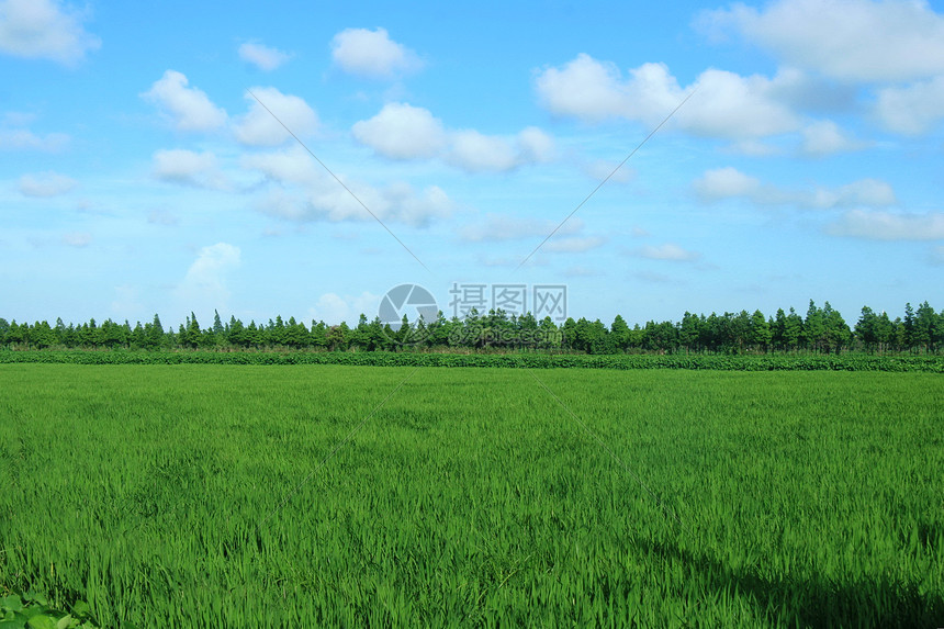 乡村的稻稞田图片