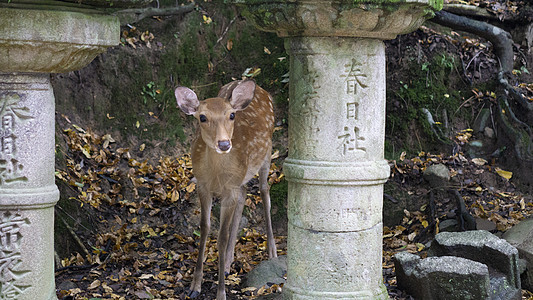 发光的小鹿春日大社奈良小鹿日本旅游背景